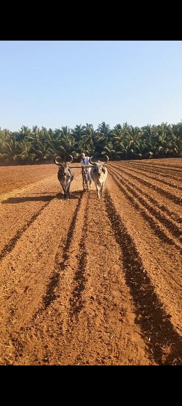 બે ધર ના બળદ