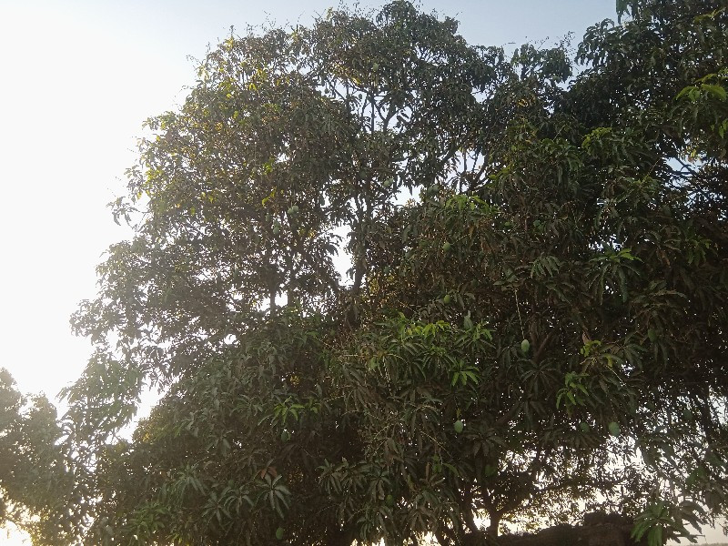 આંબાના બગીચાનો...