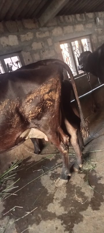 ગાય વેચવાની છે