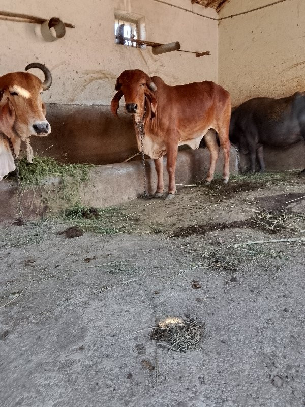 ગીર હોળકીવેસવાન...