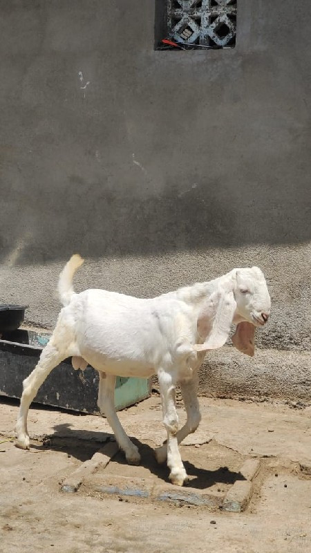 Gulabi Patiro b...