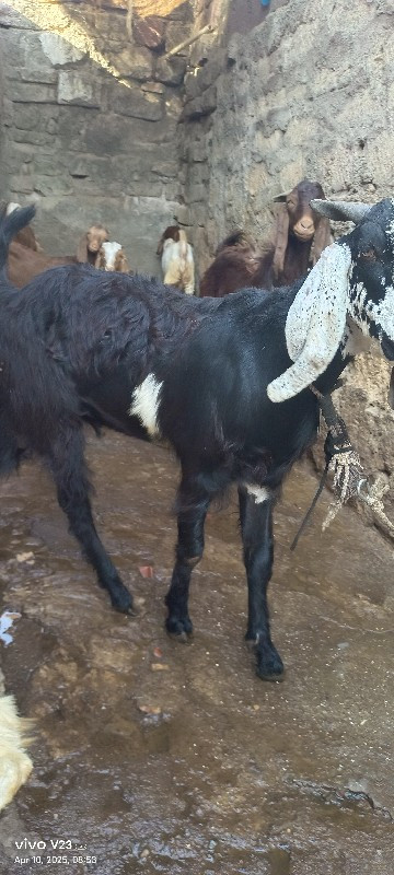 બકરો વેચવાનો છે