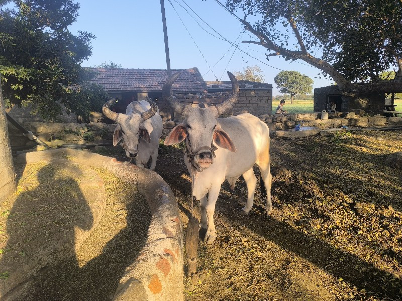 બળદ વેચવાના છે
