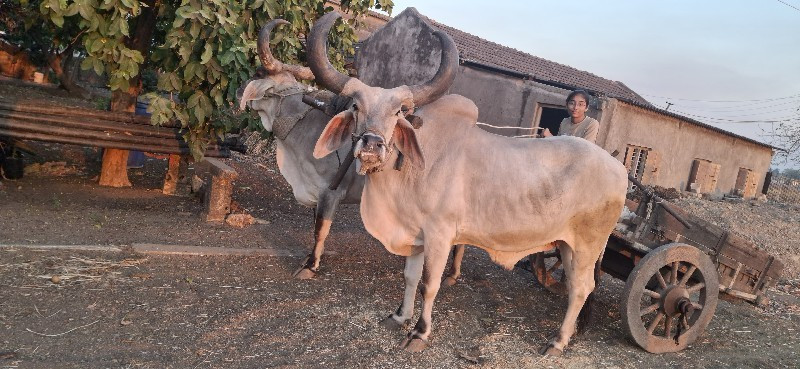 vadhiyara balad...