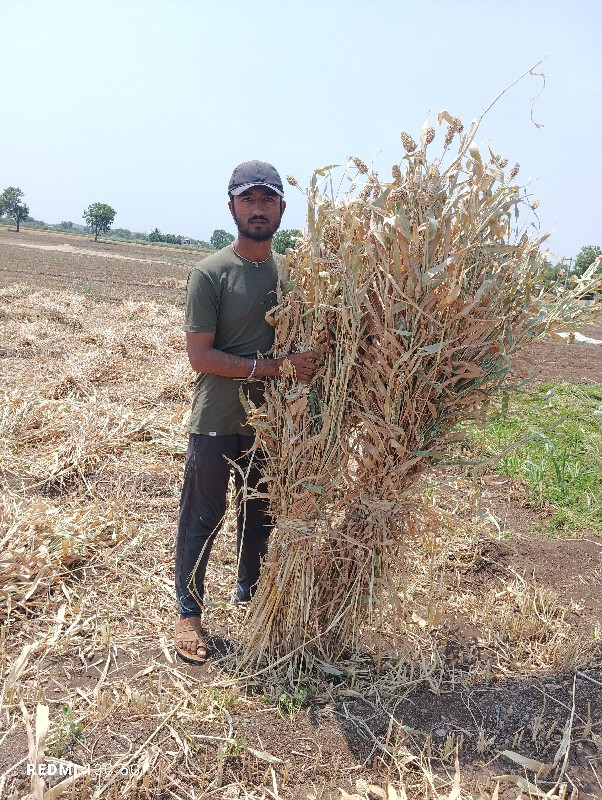 જુવાર ની નીરણ વ...