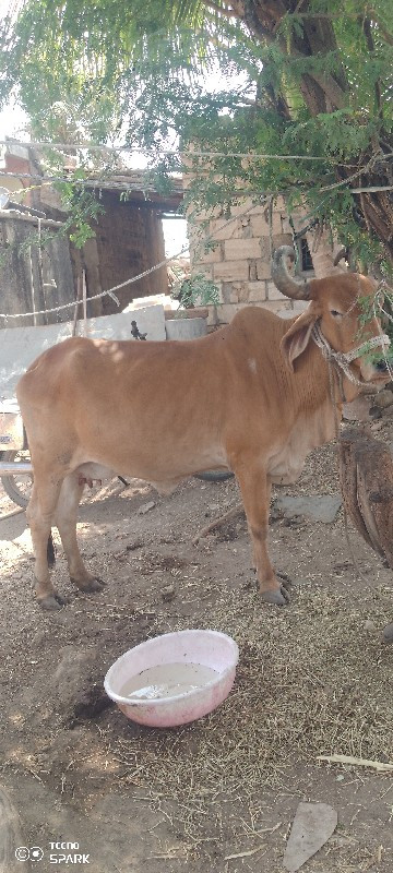 વેચવાની છે ગાય