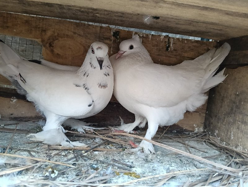 કબુતરા