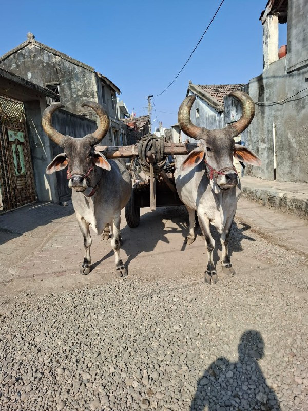 બળદ