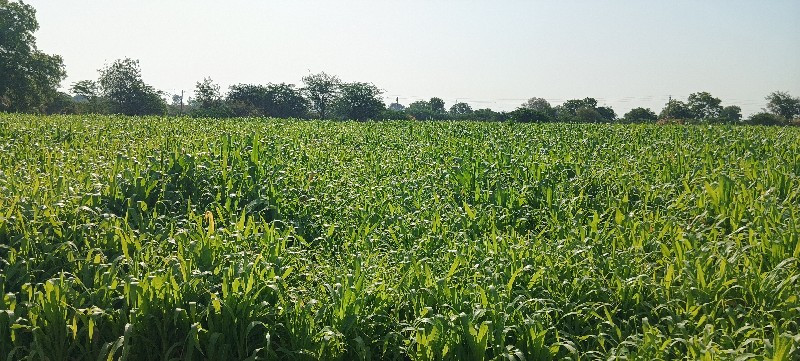આ મકાઈ વેચવાની...