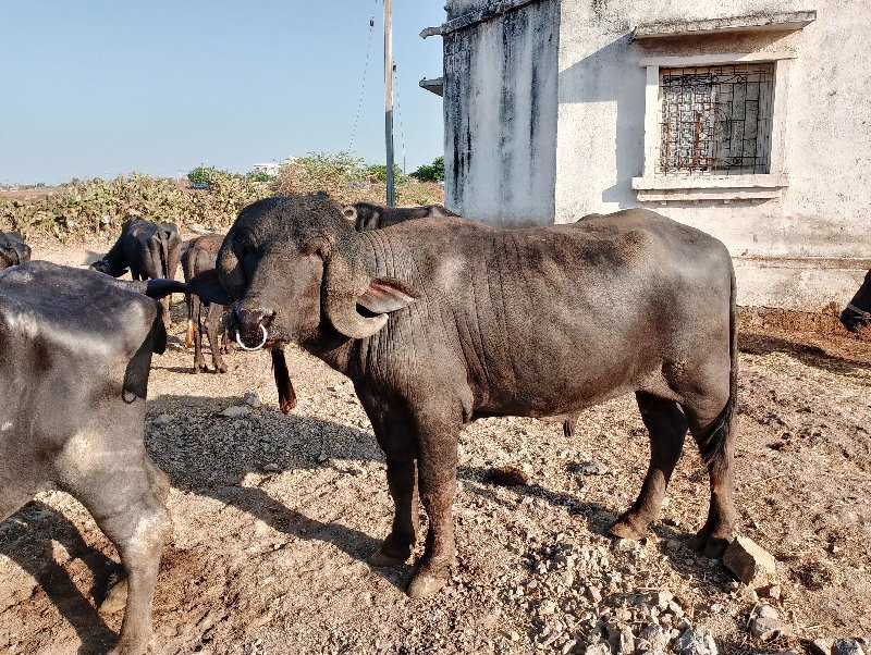 , પાડો વેચવાનો...