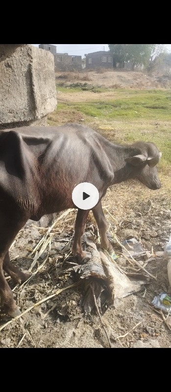 ખડાય વેચવા ની છ...