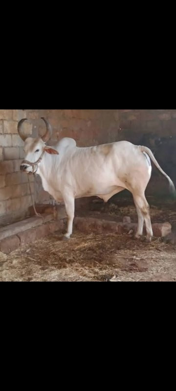 એક વાણી વાવેલો...