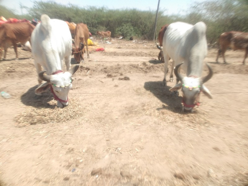આપણા બેસવાના છે...
