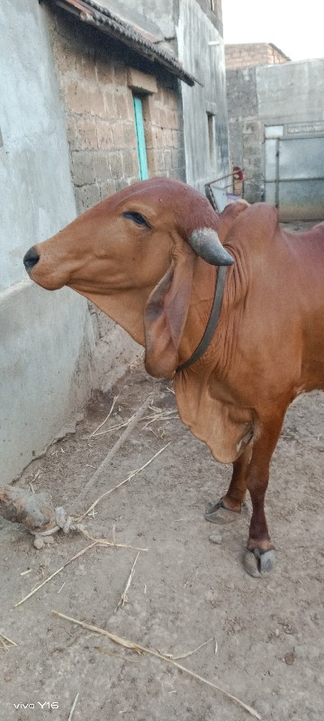 ગીર
