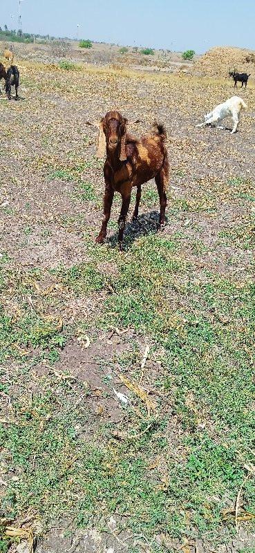 2 બોકડા