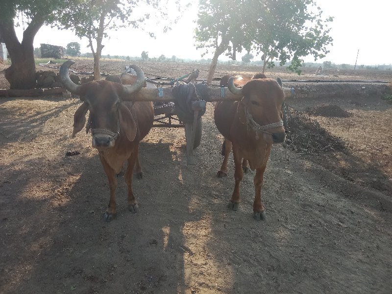 બળદ  વેચવાના છે