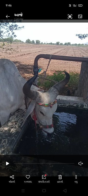 બળદ.  ગોઢલો