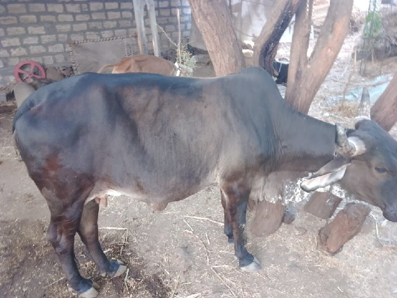ગાય વેસવાની શે