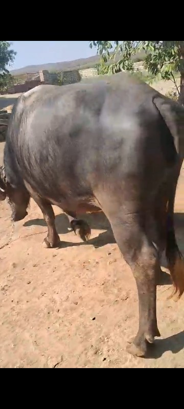 Marathi Bhains...