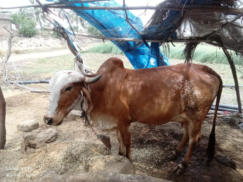 મો.7096455187