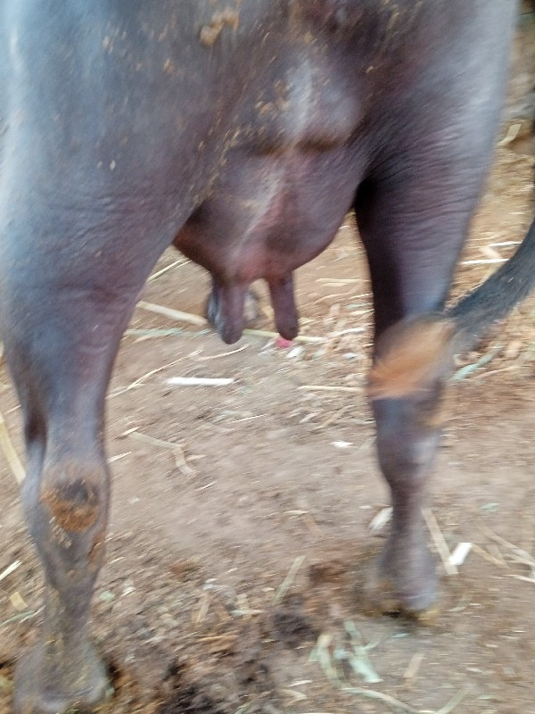 ભેસવેચવાનિછે
