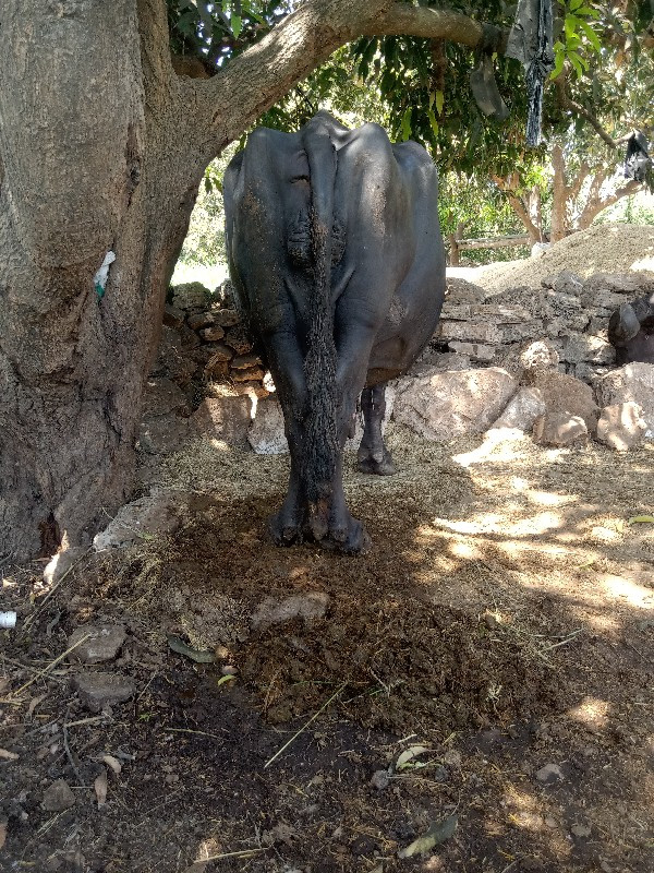 ભેંસ