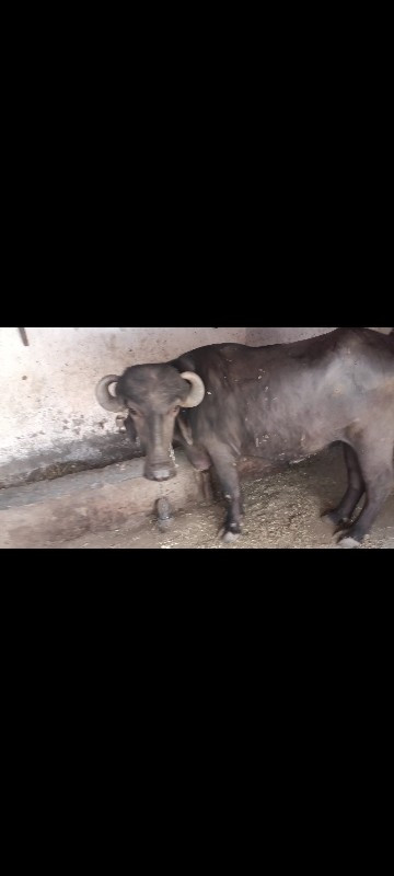 જાફરાબાદી ખડાઈ