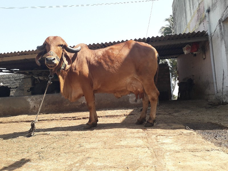 ગાય વેચવાની છે