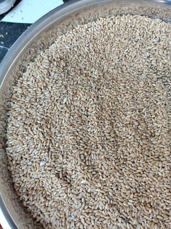 ઘઉં વેચવાના છે