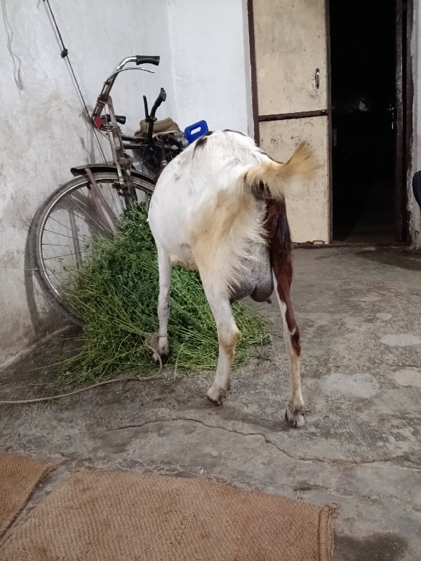 એક બકરી વેચવાની...