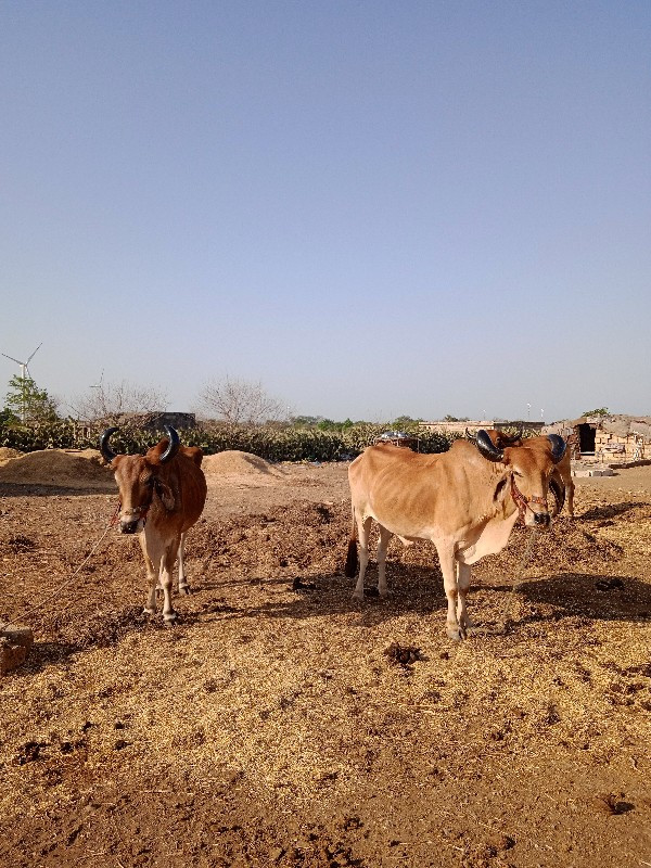 ગોધલીયુ ને ગોધલ...