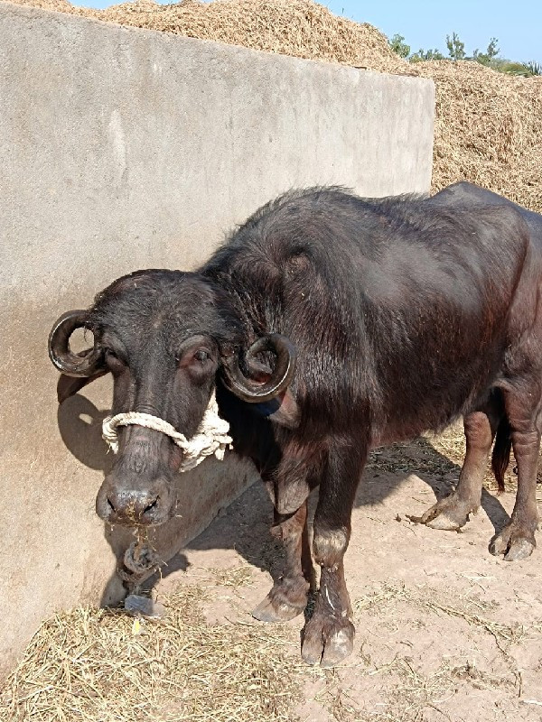શામરા