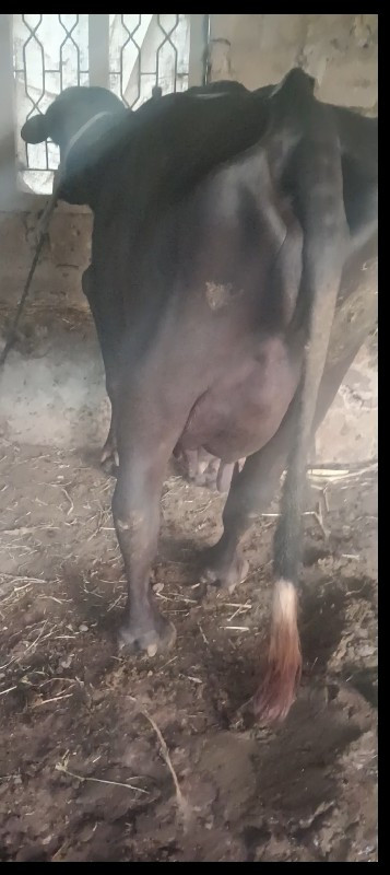 બે ભેંસો વેચવાન...