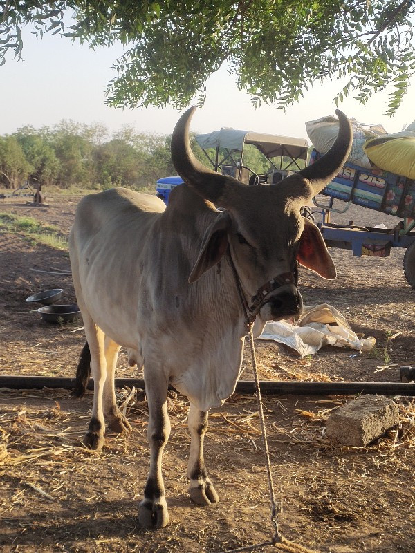 બળદ વેસવા નો સે