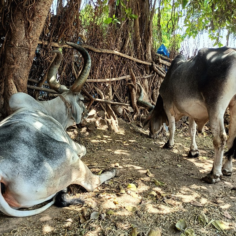 બળદ દેવેને હે