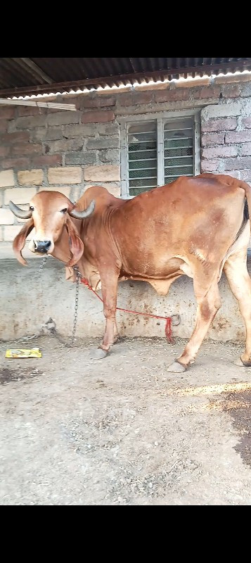 ગીર ગાય ના સાટા...