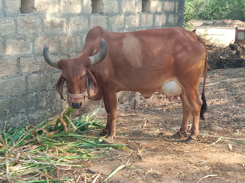 બીજું વેતર વીસ...