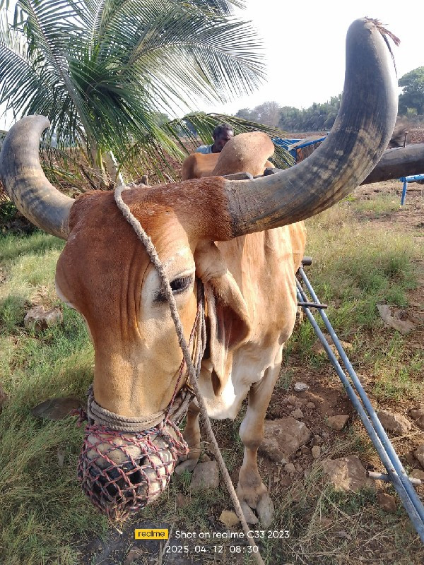 બળદ