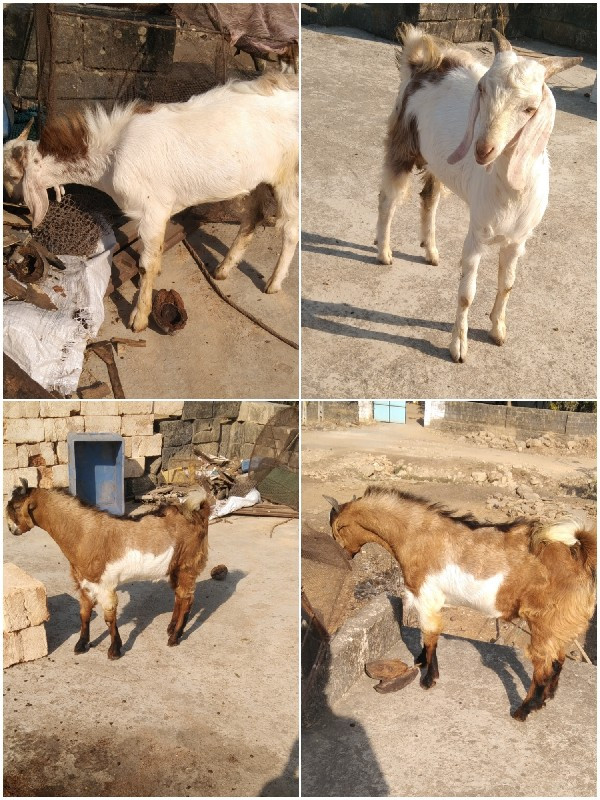 આ બકરા વેચવાના...