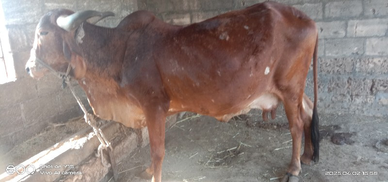ગાય વેંચવા ની છ...