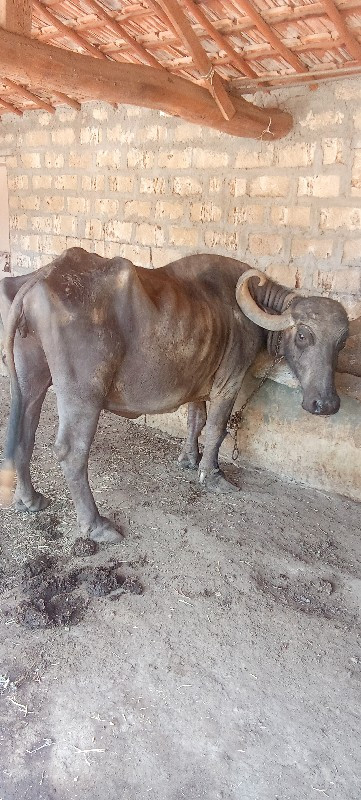વેચાણ માટે ‌છે
