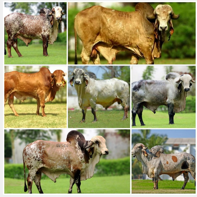 બિજદાન મુકાવવા...