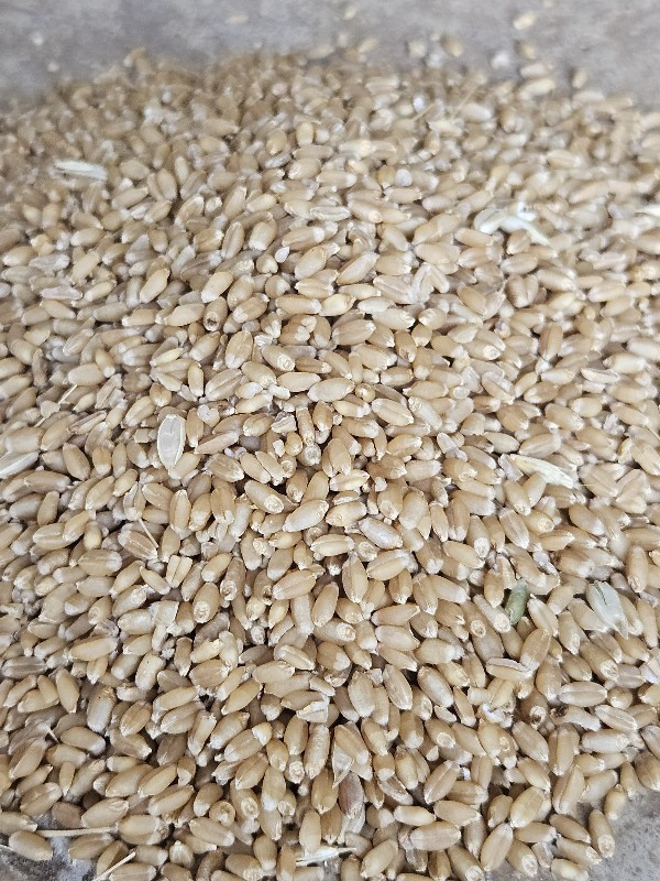 ઘઉં ૪૯૬ ટુકડા વ...
