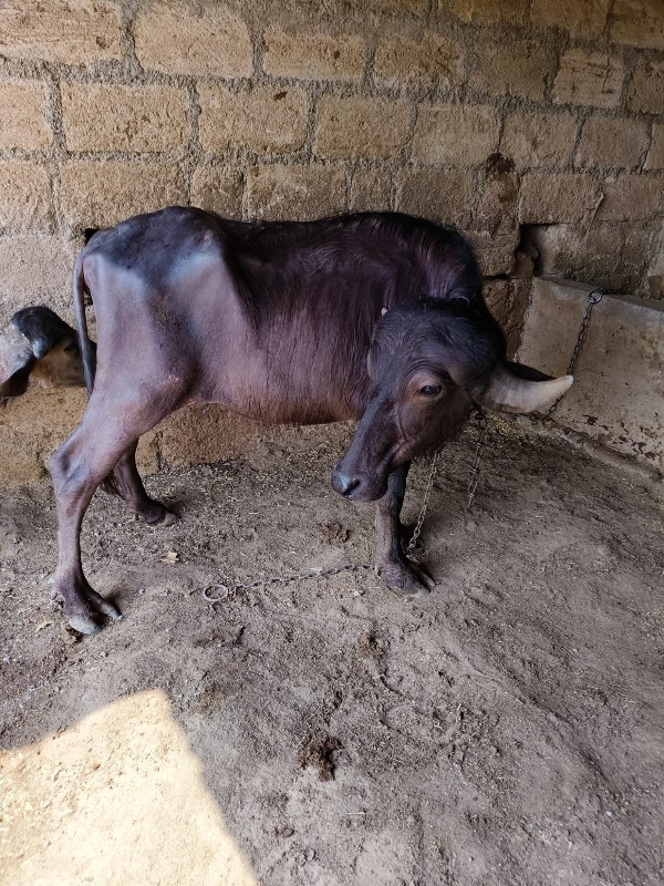 જાફરાબાદી