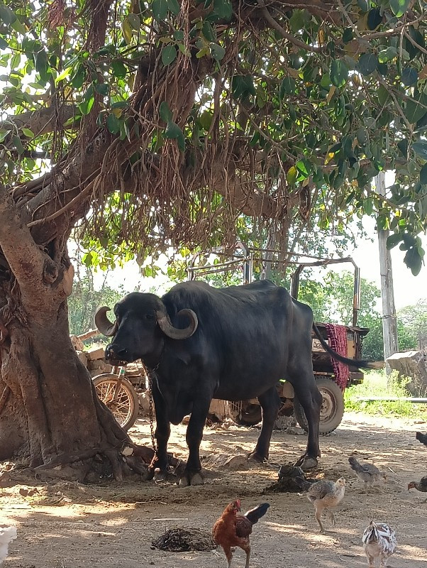 વેચવાની