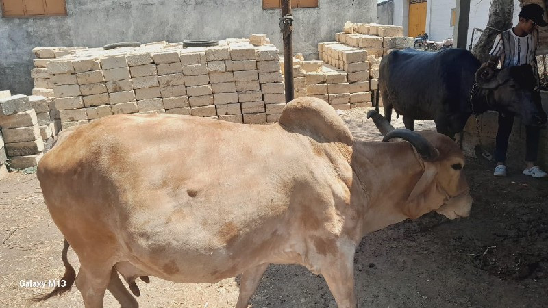 3 વેતર 7 લીટર દ...