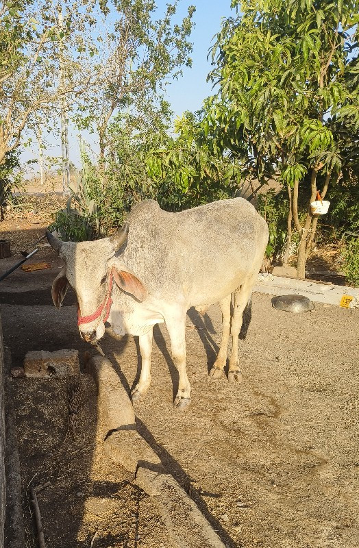 બળદ વેચવાનો છે