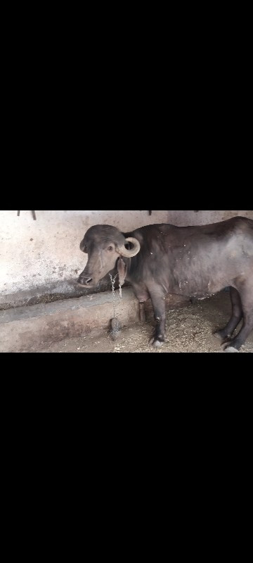 જાફરાબાદી ખડાઈ