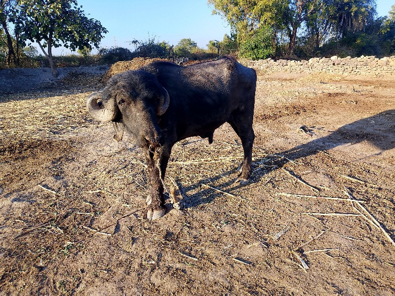 પાડો વેચવા નો છ...
