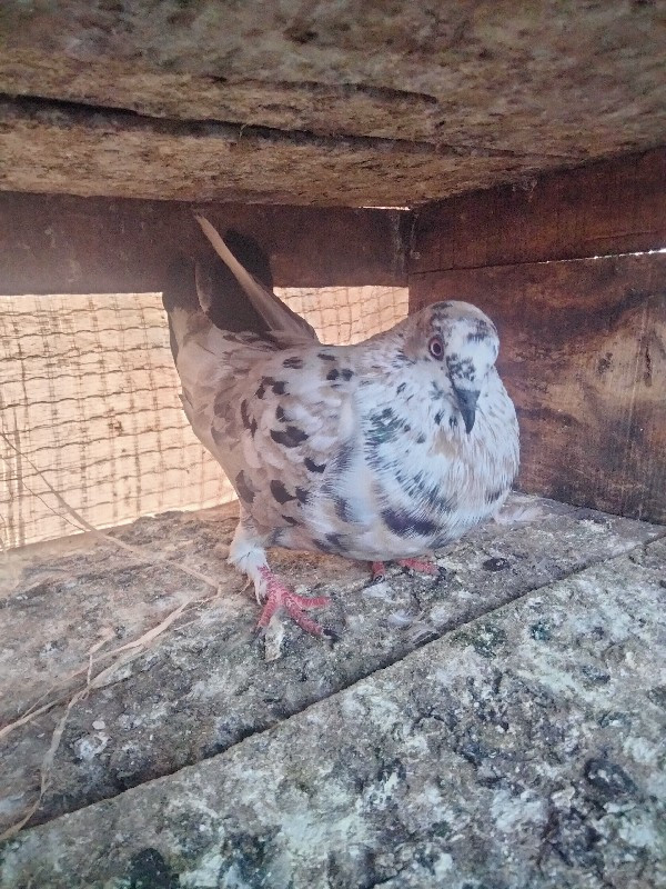 નર વેચવાનો છે ન...